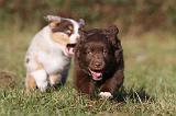 BERGER AUSTRALIEN PUPPIES 210